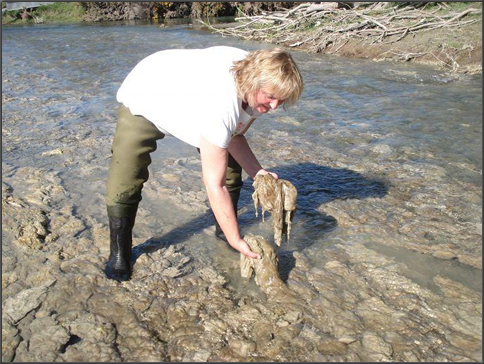 Person pulling large mats of didymo from stream