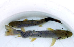 Two fish showing signs of whirling disease