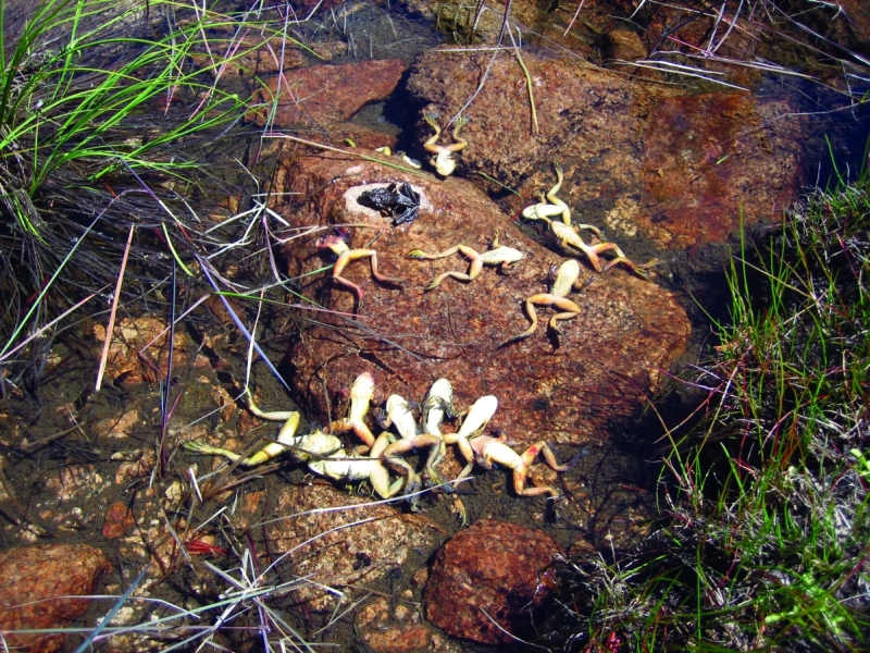 Amphibian with chytrid fungus disease