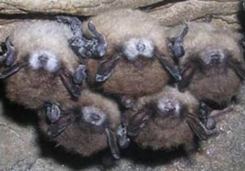 Bats with white noses, evidence of white-nose syndrome