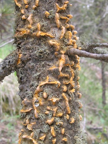White pine blister rust on a tree trunk