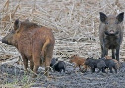 Two feral hogs and piglets