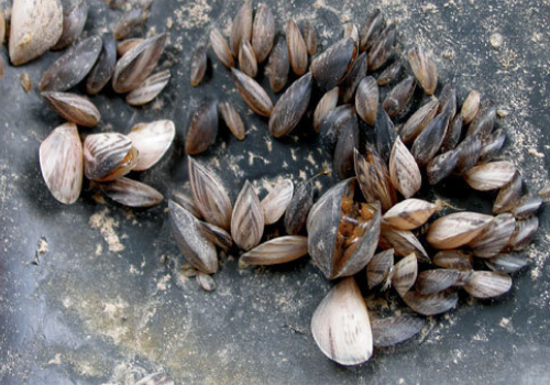 Quagga mussles