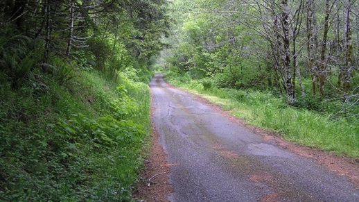 Forest road surrounded by greenery