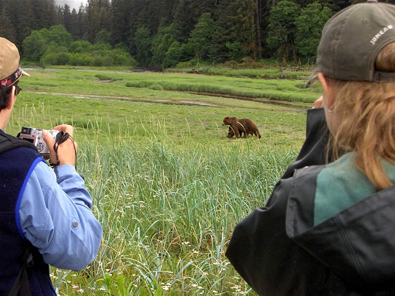Pack Creek brown bear close approach at the viewing spit