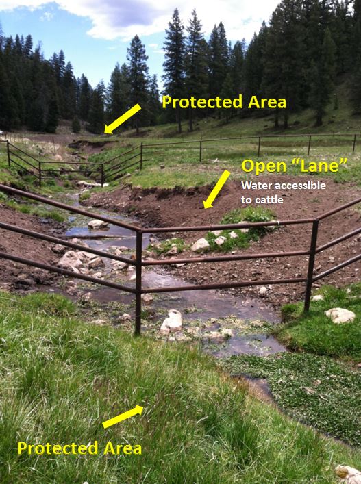 image of a stream with two fences running across it. The area between the fences is labeled as the water lane for cattle access, while the area outside the fences is labeled as the protected area