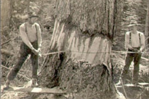 Two men using a crosscut saw on a large tree.