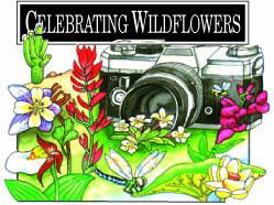 The National Forests are great places to look for and appreciate the diversity of wildflowers.