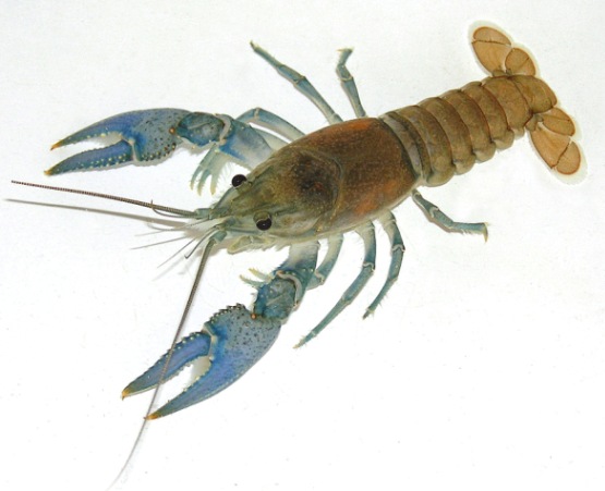 North Crayfish