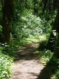 view of trail heading into the woods