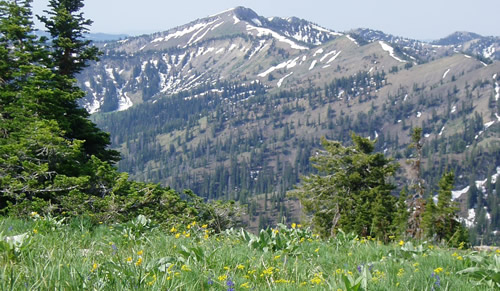Photo of a meadow with flowers, a grassy hillside and mountains in the background with some snow.