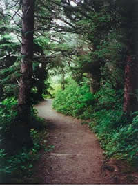 Whispering Spruce Trail through the sitka spruce with salal understory