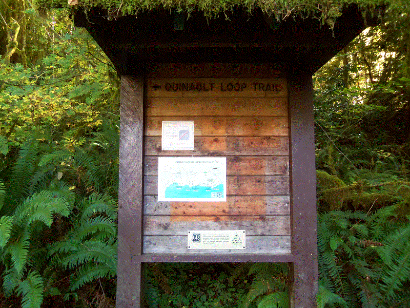 Quinault Loop Trail Information board.
