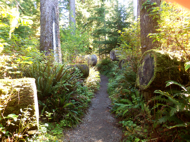 Along Quinault Loop Trail.