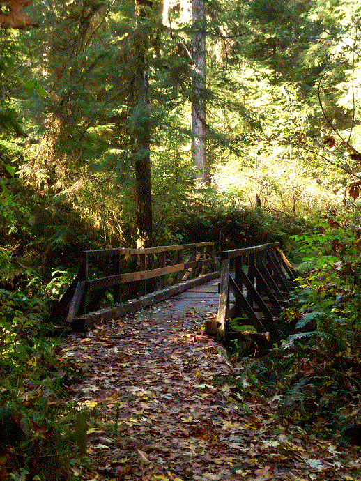 Quinault Loop Trail in fall.