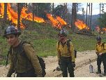 Three firefighters in yellow safety gear walk a line and work a prescribed fire on the forest