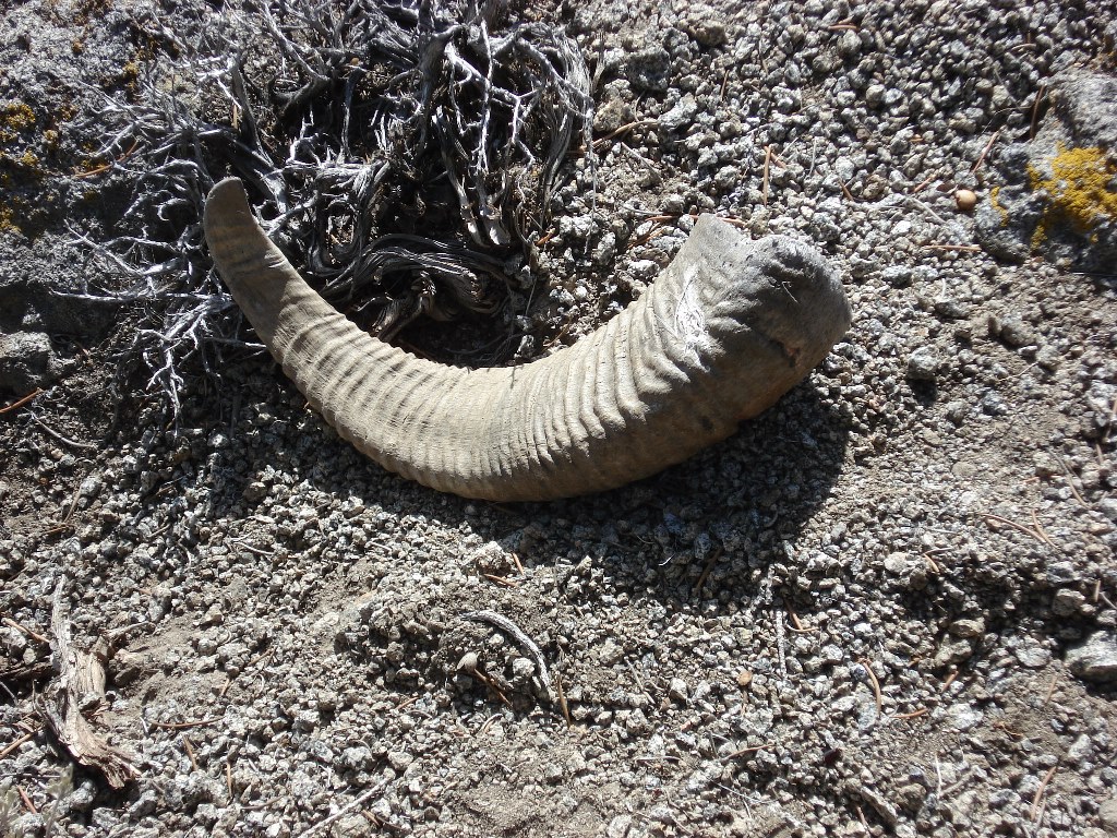 Bighorn sheep horn in the Inyo Mountains