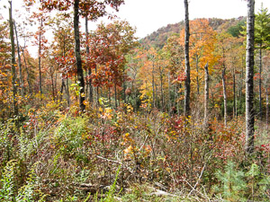 Open forest in fall color provides improved habitat for ruffed grouse and other wildlife.