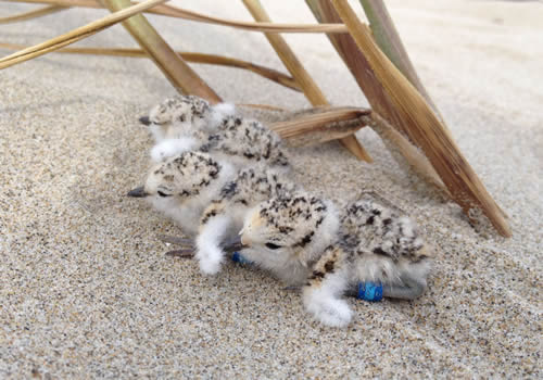 Three fuzzy snowy plover chicks on the sand