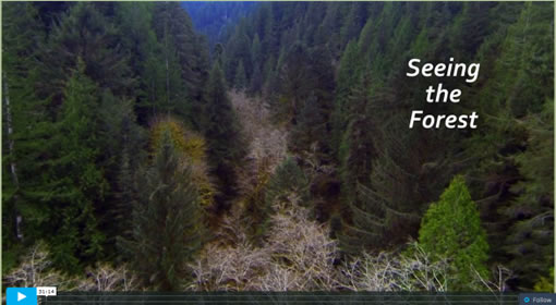 Screen shot of opening video with heavily wooded forest
