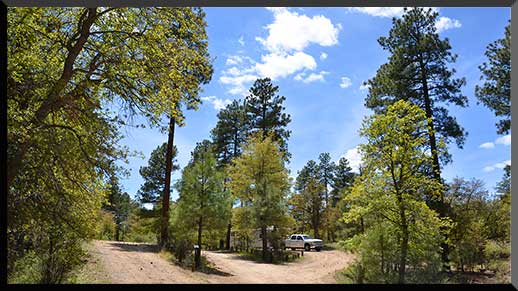 Horse Camp is in the cool pines of Central Arizona