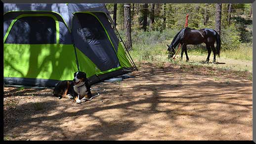 Horse and dog relax in the shade at Groom Creek Horse Camp