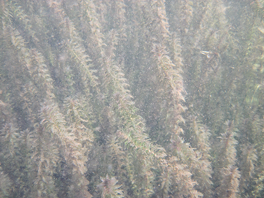 A dense bed of Elodea growing in a pond off Eyak River.