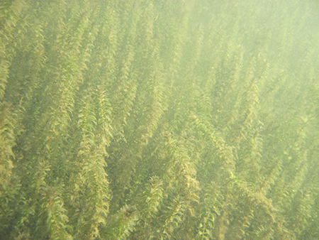A dense bed of Elodea growing in Martin Lake.