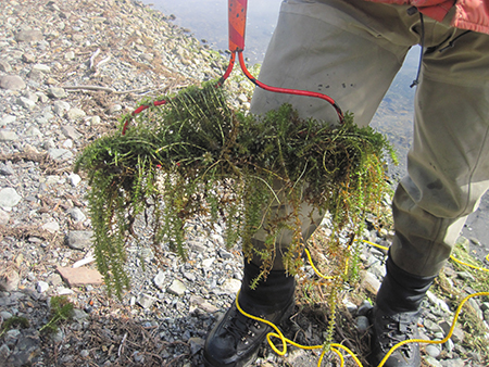 A rake head is used to sample Elodea and other aquatic vegetation.