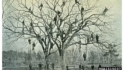 Historical photo of crew removing spongy moth from large tree
