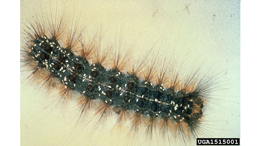 Spongy moth larva