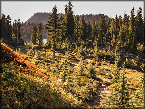 A trail with hikers through Jefferson Park - Mt. Jefferson Wilderness