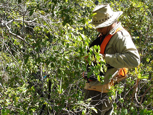 Tagging trees and data collection on Mona Island.