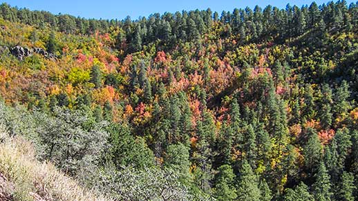 Trees in Haywood Canyon turn bright yellow, orange, and red during the peak fall colors