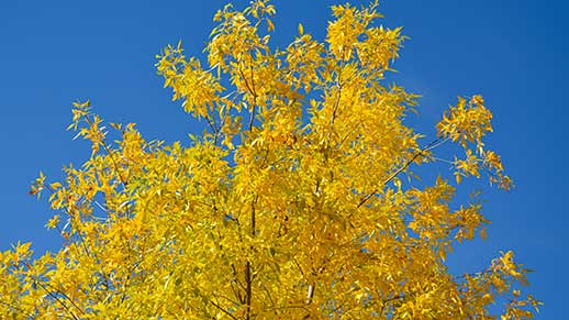 Blazing gold leaves against a bright blue sky at Lynx Lake South Shore