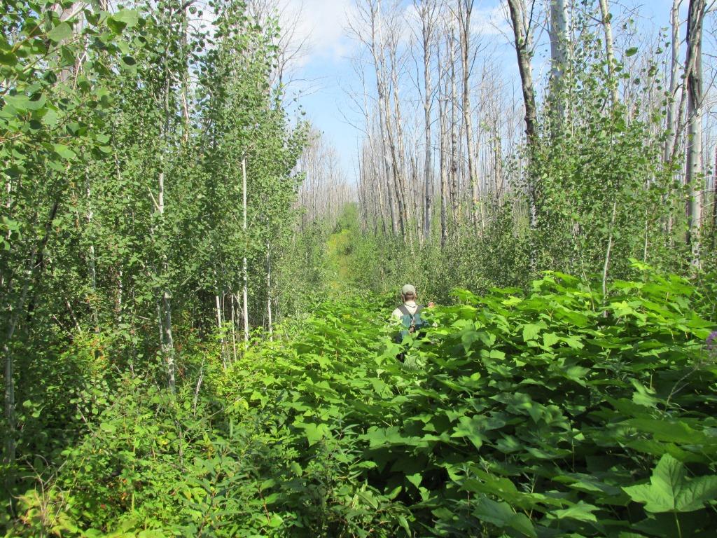 Powwow Trail is almost invisible due to prolific regrowth.