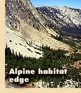 Alpine habitat edge
