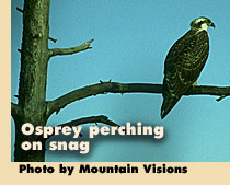 Osprey perching on snag