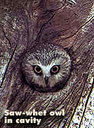 Saw-whet owl in cavity