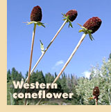 Western coneflower