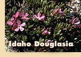 Idaho Douglasia