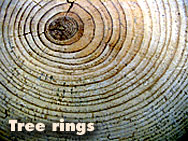 Tree rings.