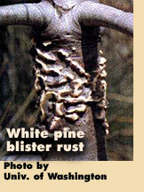 White pine blister rust