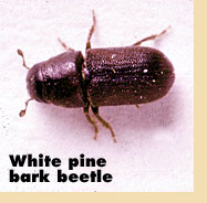 White pine bark beetle
