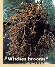 "Witches brooms"