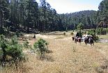 Horseback riders in Gila National Forest