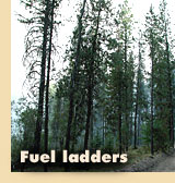 Fuel ladders