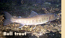 Bull trout
