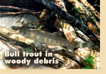 Bull trout in woody debris