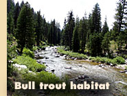 Bull trout habitat